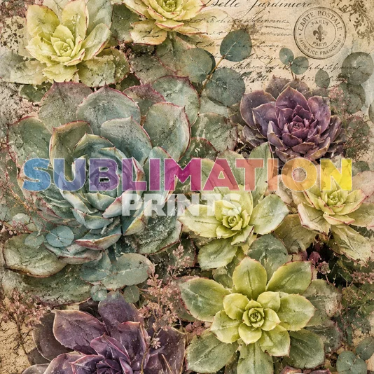 Decoupage Print - Aloe 1