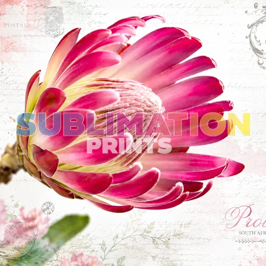 Decoupage Print - Protea 2