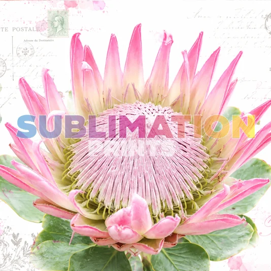 Decoupage Print - Protea 3