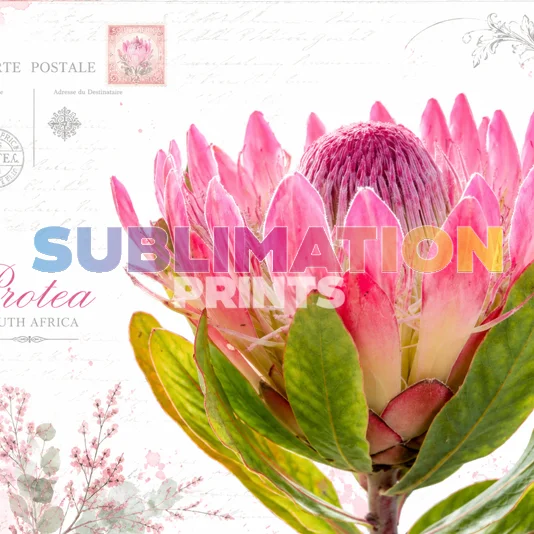 Decoupage Print – Protea 4